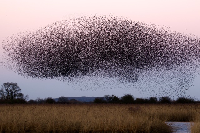 Starling murmuration