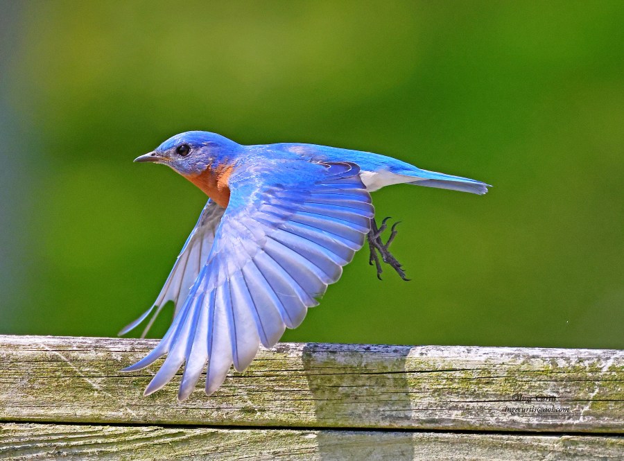 Eastern Bluebird