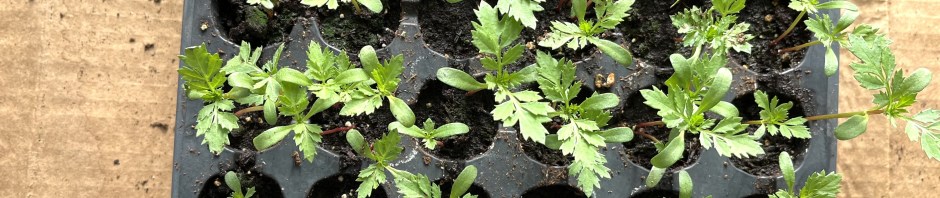 Growing seeds in trays