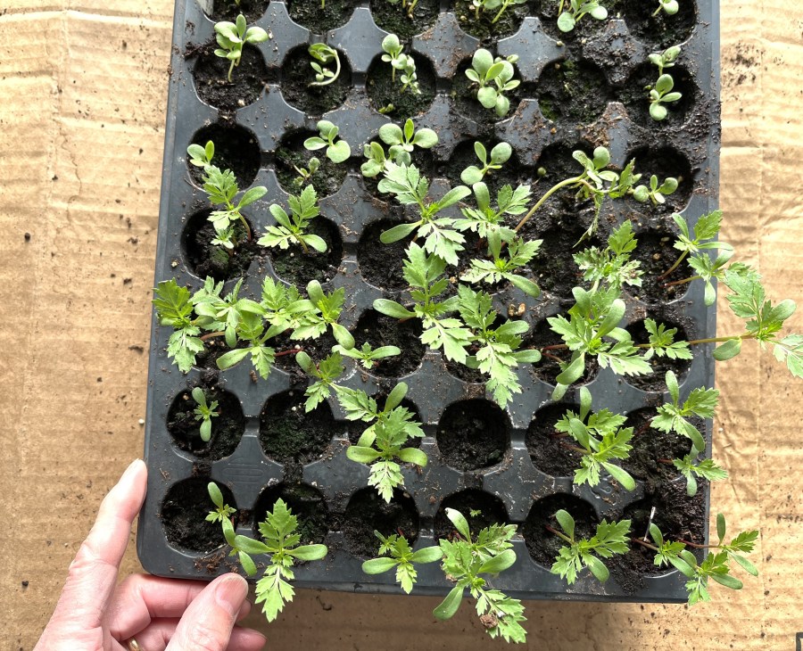 Growing seeds in trays