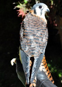 American Kestrel