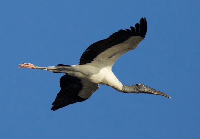 Wood Stork