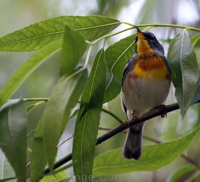 Northern Parula
