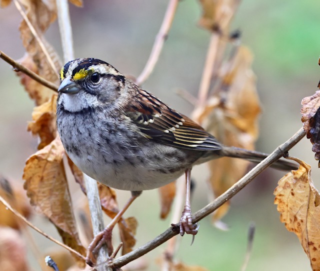 White-throated Sparrow