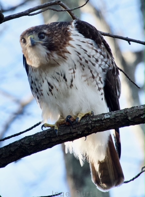 Red-tailed Hawk