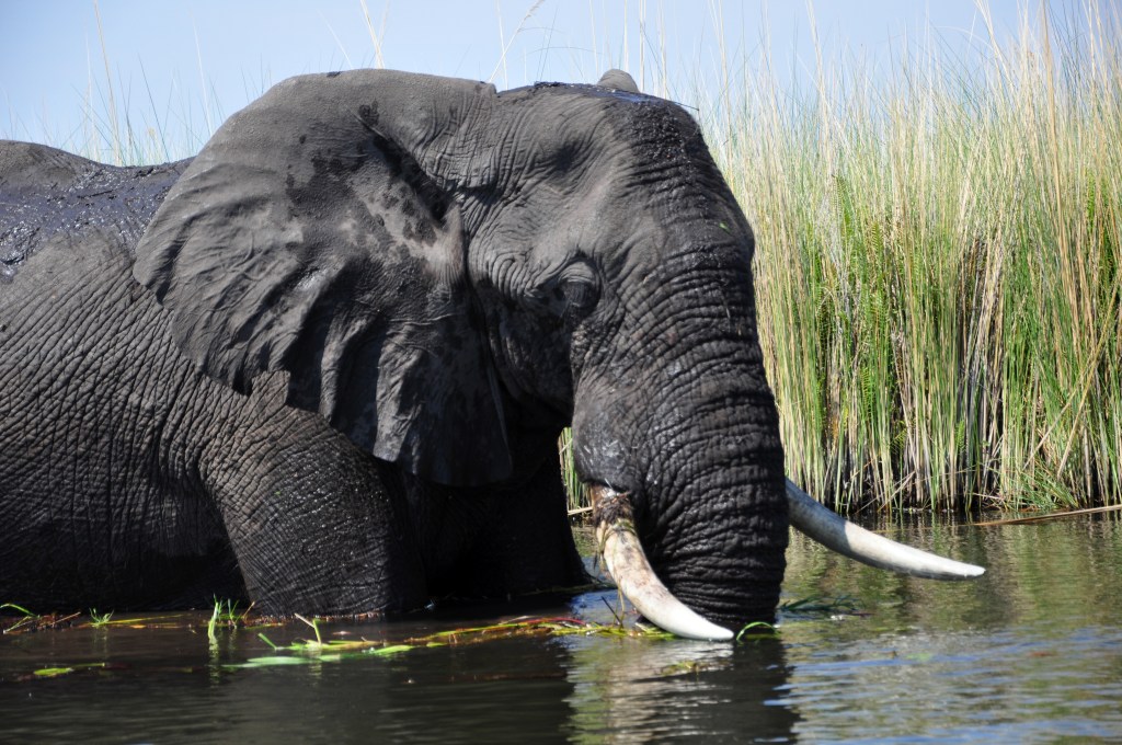 African elephant in Okavango Delta
