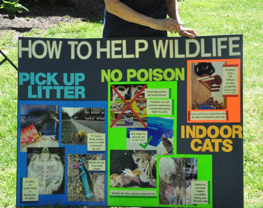 Wildlife rehabilitation in Virginia