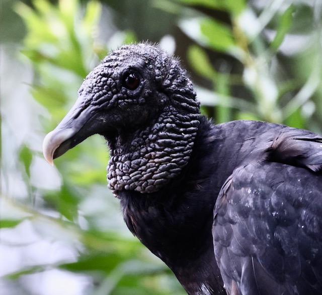 Black Vulture
