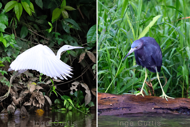 Little Blue Heron