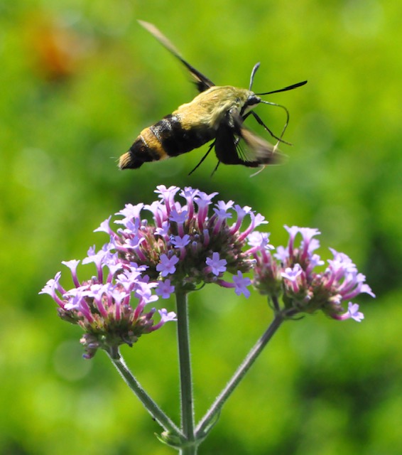 Hummingbird hawkmoth
