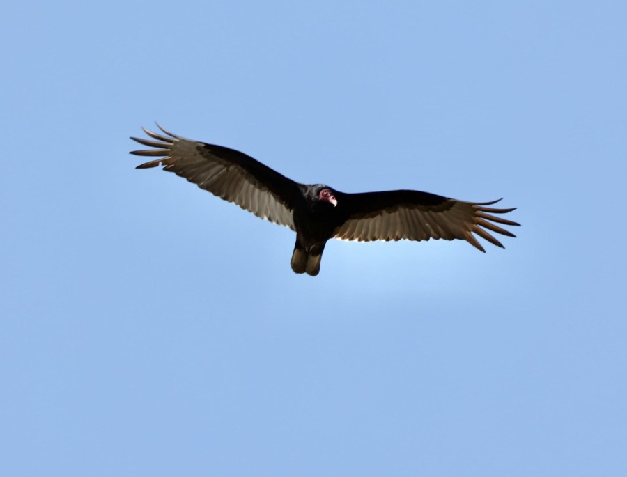 Turkey Vulture