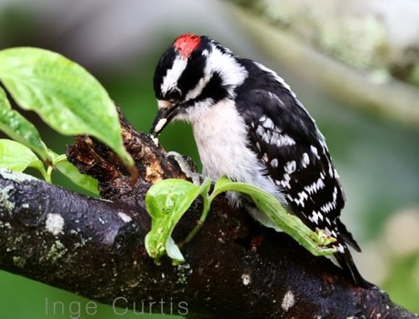 Downy Woodpecker
