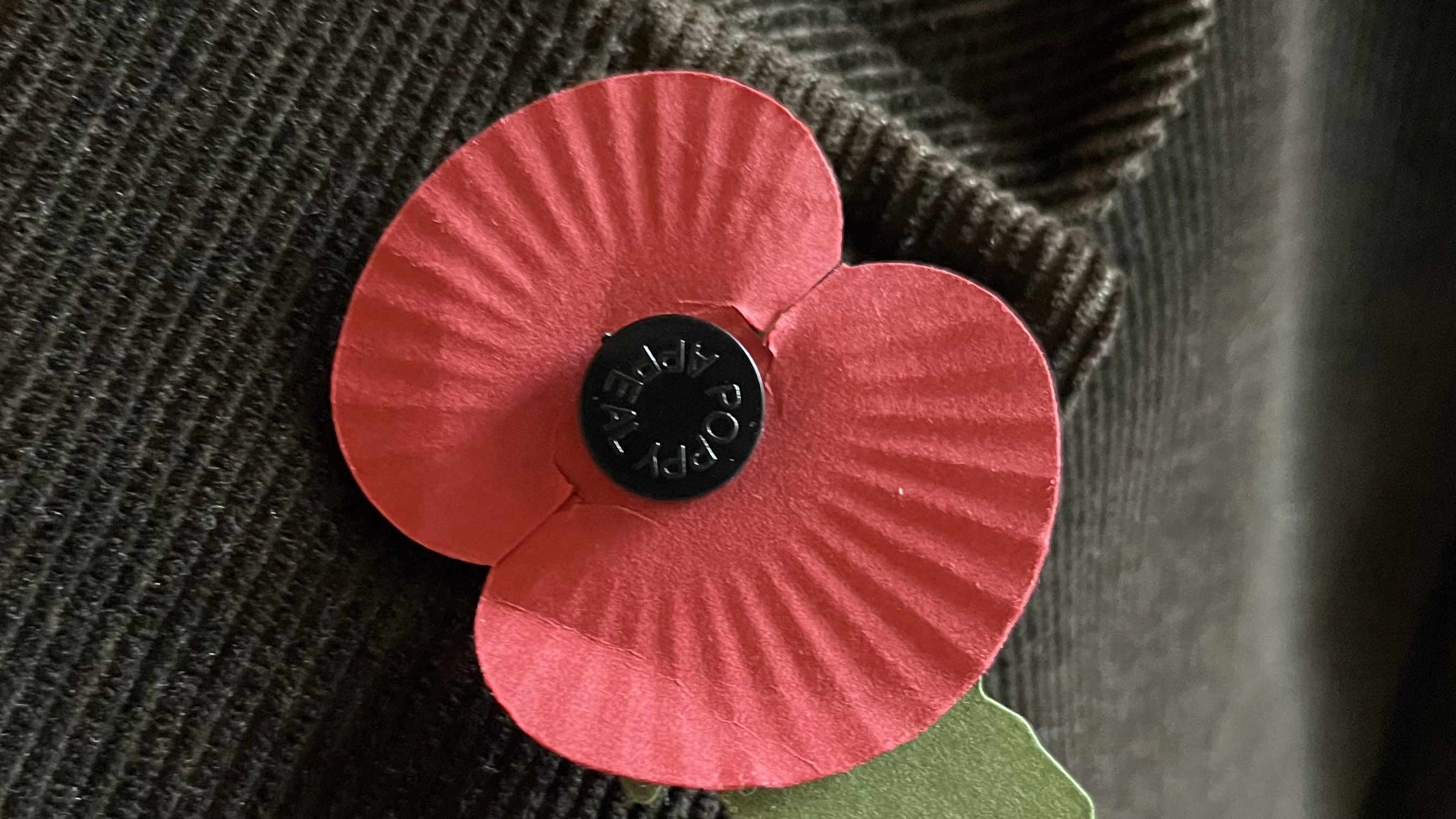 Poppy for Remembrance Day