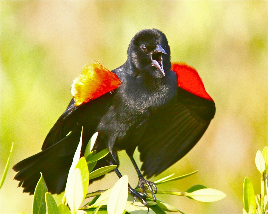 Red-winged Blackbird