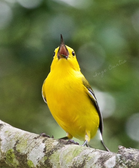 Prothonotary Warbler