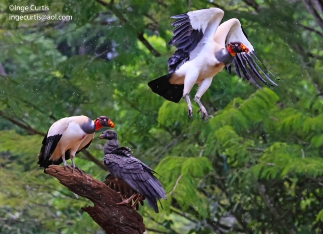 King Vulture