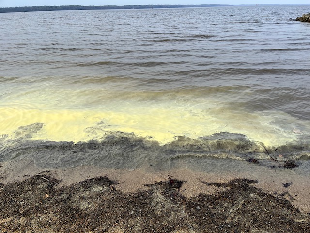 Pollen pollution in the James River