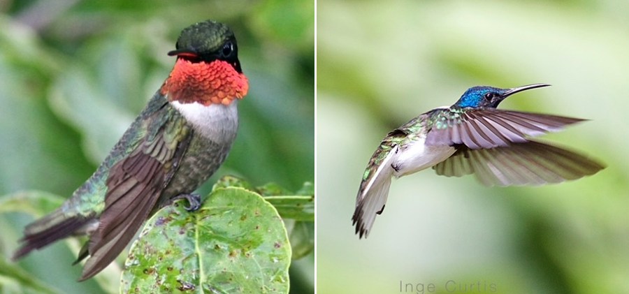 Hummingbirds