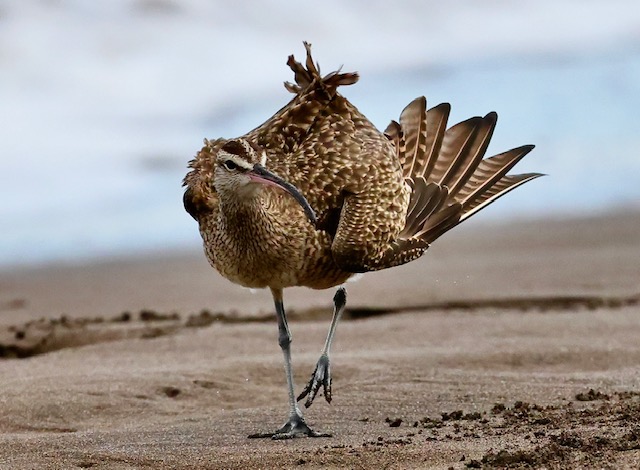 Whimbrel on the beach