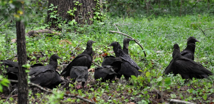 Black vultures