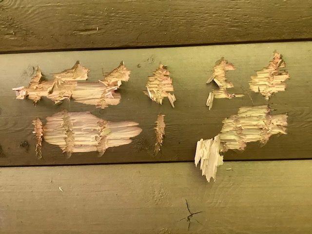 Black bear chew marks