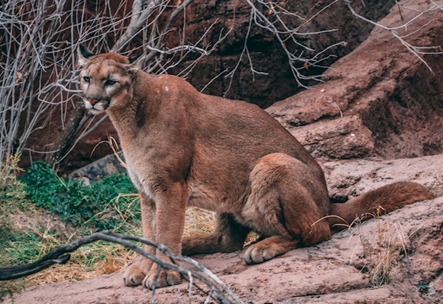 Mountain Lion