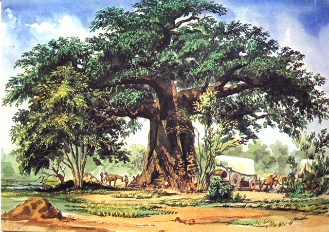 by Thomas Baines (1862)