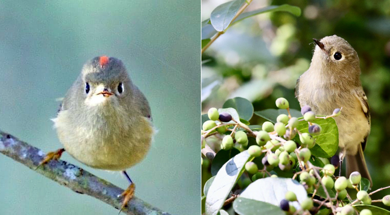 Ruby-crowned Kinglet