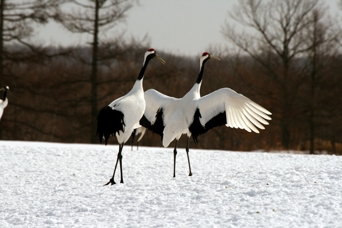 Red-crowned Cranes