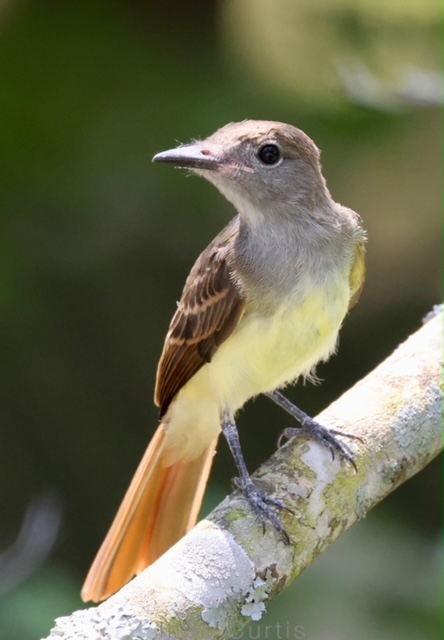 Great-crested flycatcher