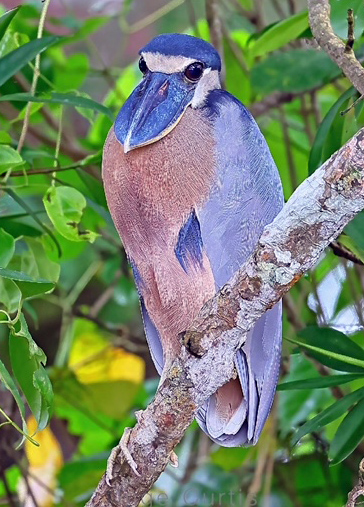 Boat-billed Heron
