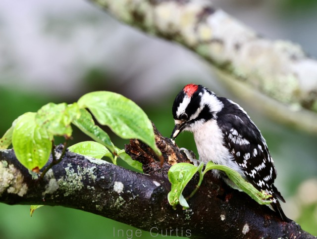 Downy Woodpecker