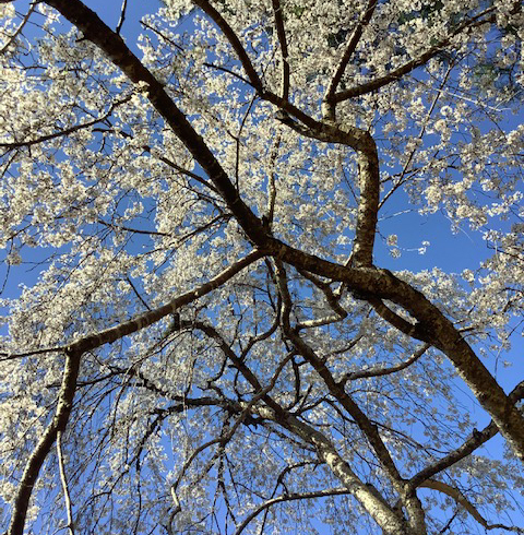 cherry blossom in Virginia