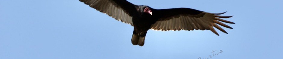 Turkey Vulture