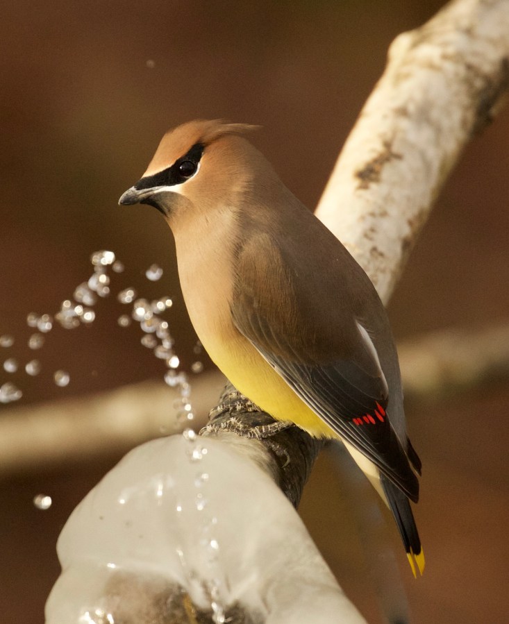 Cedar Waxwing