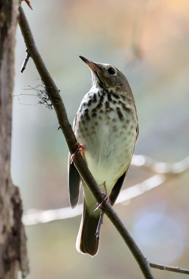 Hermit Thrush