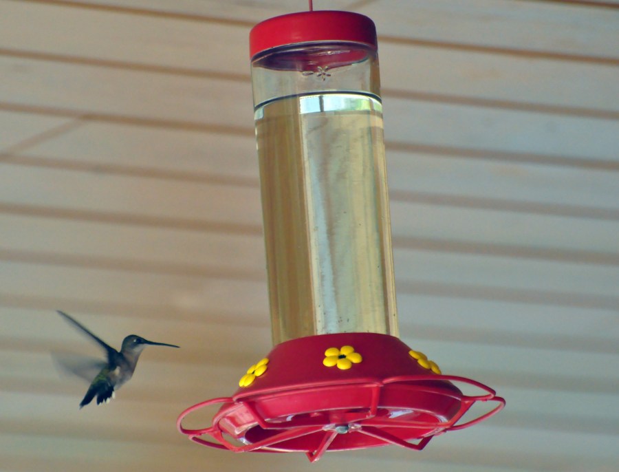 Hummingbird feeder