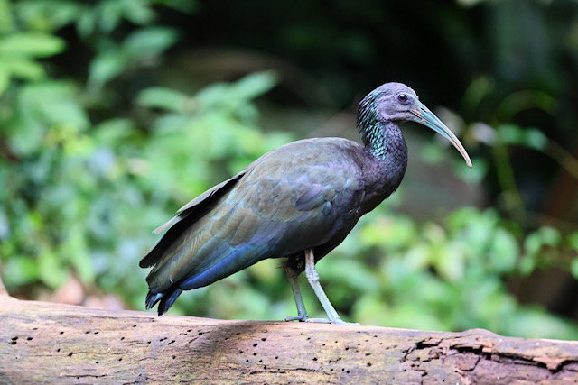 Green Ibis