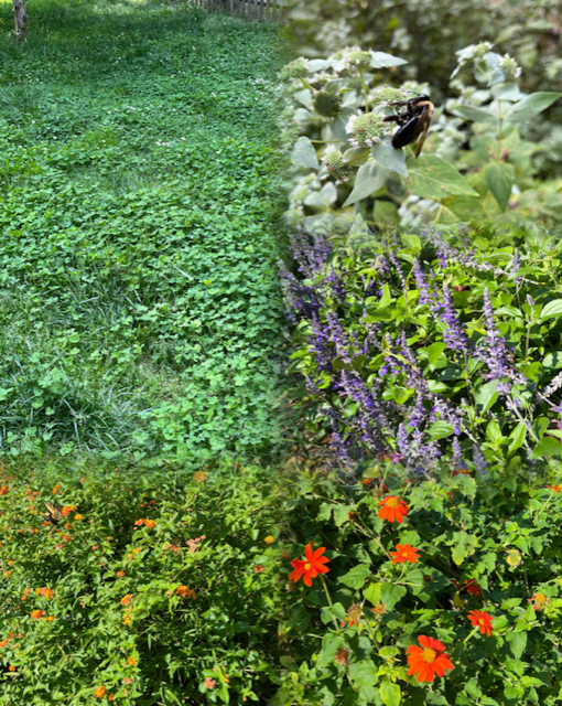 mix of non-native plants