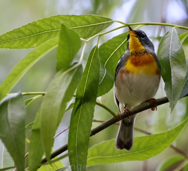 Northern Parula