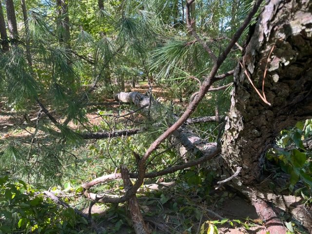 Loblolly pine fallen by tornado