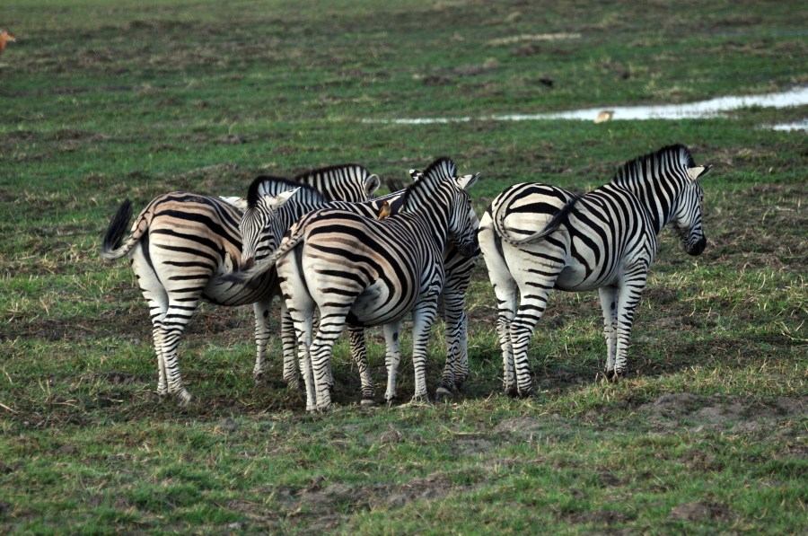 Zebras