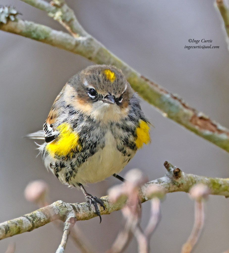 Yellow-rumped Warbler