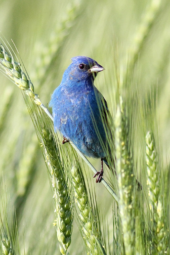 Indigo Bunting