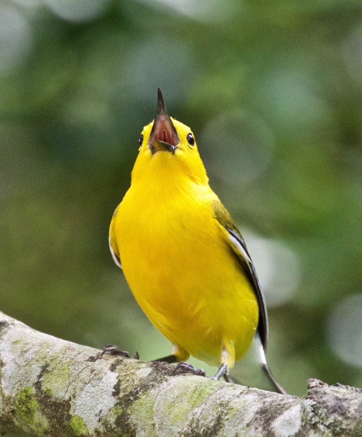 Prothonotary Warbler