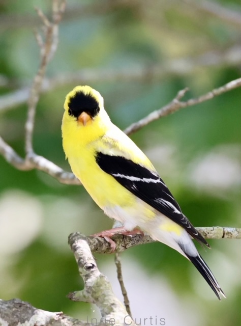 American Goldfinch