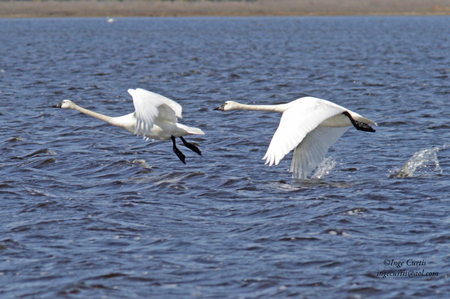 Tundra Swans