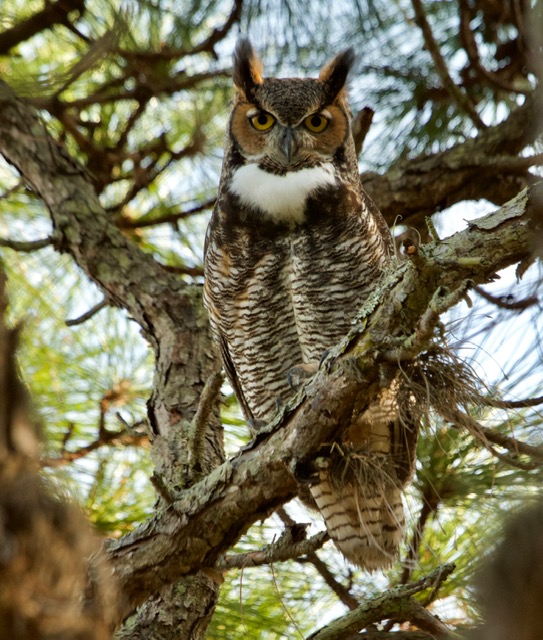 Great Horned Owl