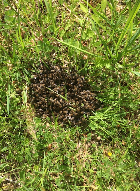 swarm of honeybees