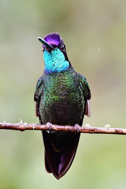 Magnificent Rivoli Hummingbird